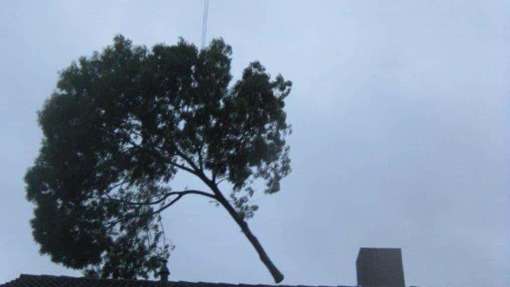 bomen rooien